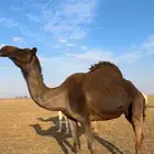 ناقة مجهم حائل فيها بدوه
