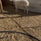 شاه حريه صنف