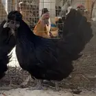 حباحب