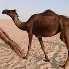 بكار مجاهيم