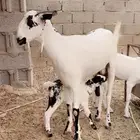 عنز بيشيه فاخره
