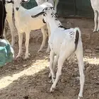 اثنين تيوس بيشيه ذبايح