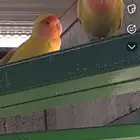 طيور روز جوز