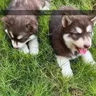 الاسكا مالموت جاينت بيور للبيع