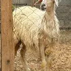 نعجه للبيع