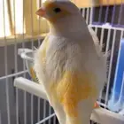 كناري موازييك تغريد