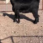 جذعه عارضيه