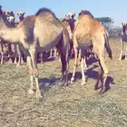 قعدان مستورده صوماليه بحري