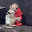 الي عنده قرد للبيع يكملني بالله