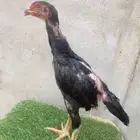 شامو الماني