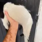 ماعز قزم