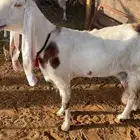 عنز هولنديه