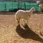 رخل صنف خلفه
