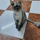 قطة شيرازيه للتبني