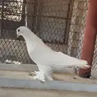 حمام تركي(تم البيع).
