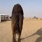 حايل