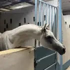 حصان عربي واهو أصيل