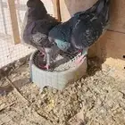 زوج كنق للبيع