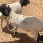برابر طيبه مرايا 4شهور جذعان