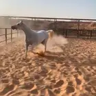 فرس مصريه بيور