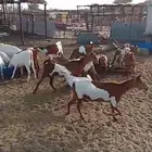ماعز بلدي
