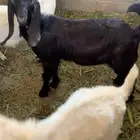 معزا ثنتين مع فحلها طيبه وسنها صغير