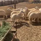 بهم حري للبيع عدد 29