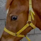 السلام عليكم ورحمة الله وبركاته مهر واهو دم قوي