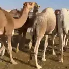 حواشي لبانيه طيبه لجميع المناسبات التواصل واتساب فقط