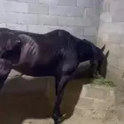 حصان انجليزي