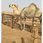قعود فحل باتلي