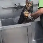 كلب جيرمن العمر 4 اشهر