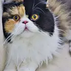 مدينه العمال الخبر