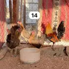 دجاج عربي ترثه