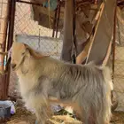تيس فحل شرط