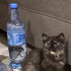 قطه للتبني