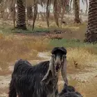 فحل تيس عاضي معرف