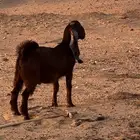 تيس للبيع