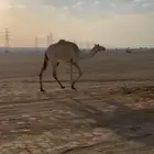 بكره ثنيه من ساس نياق منتجات