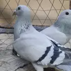 للبيع حمام زاجل فواتح