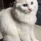 قطط للتبني مجانا