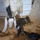 عنز تحتها توم