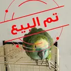 امزوني بلوفرينتد