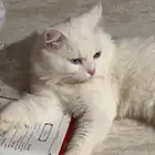 الجبيل البلد حي الخالدية