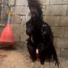 زوج شامو الماني