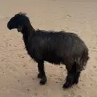 شاه عربيه سن وديد فيها حليب