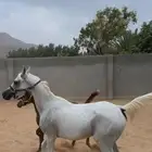 فرس للبيع