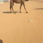 بكره بداوه صفرا فوق البداوه