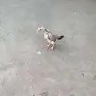 فروخ شامو ياباني فاخره