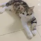 قطة لتبني شيرازيه